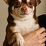 animal, brown_and_white, calm, chihuahua, close_up, cute, dog, domestic_animal, ears, face, fur, holding, human_hand, indoor, looking, nail, paw, pet, portrait, small_dog
