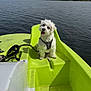 Izïa a rejoint le concours — aidez-le/la à gagner de superbes lots ! dog, white_dog, paddle_boat, water, lake, outdoor, pet, animal, green_boat, tongue_out, summer, nature, leash, happy, canine, daylight, recreation, vacation, scenic, floating