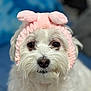 dog, white_dog, fluffy, pet, headband, pink_headband, bunny_ears, cute, close_up, portrait, animal, indoor, soft_focus, adorable, face, fur, whiskers, black_nose, expression, looking_at_camera