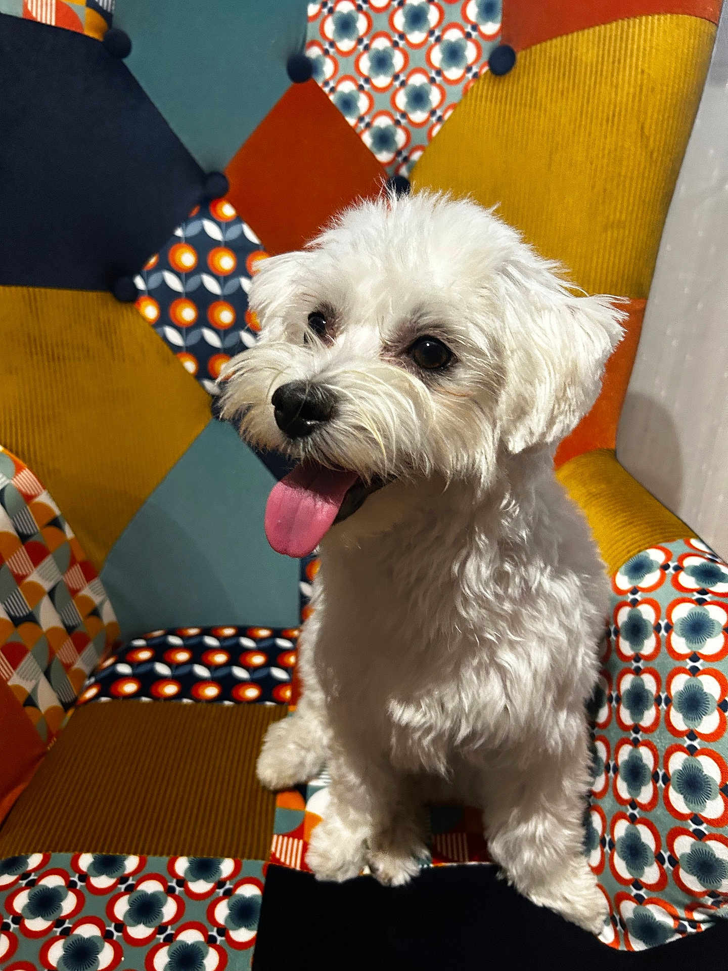 Izïa participe au concours pour gagner de l'argent avec cette photo : dog, white_dog, pet, animal, sitting, tongue_out, happy, fluffy, cute, indoor, colorful_chair, patterned_chair, furniture, portrait, closeup, companion, friendly, domestic_animal, small_dog, bright