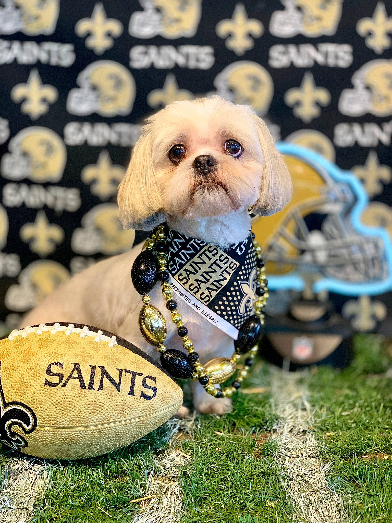 Teddybear is registered to the contest to win money with this photo: canidae, carnivore, companion_dog, dog, dog_breed, dog_supply, event, fawn, figurine, font, grass, happy, pattern, photo_caption, shih_tzu, snout, sporting_group, tail, toy, toy_dog