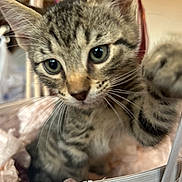 Tonic is registered to the contest to win money with this photo: kitten, cat, tabby, paw, close_up, basket, furniture, indoor, pet, furry, curious, cute, whiskers, animal, soft, pink, texture, young, small, cozy