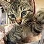 kitten, cat, tabby, paw, close_up, basket, furniture, indoor, pet, furry, curious, cute, whiskers, animal, soft, pink, texture, young, small, cozy