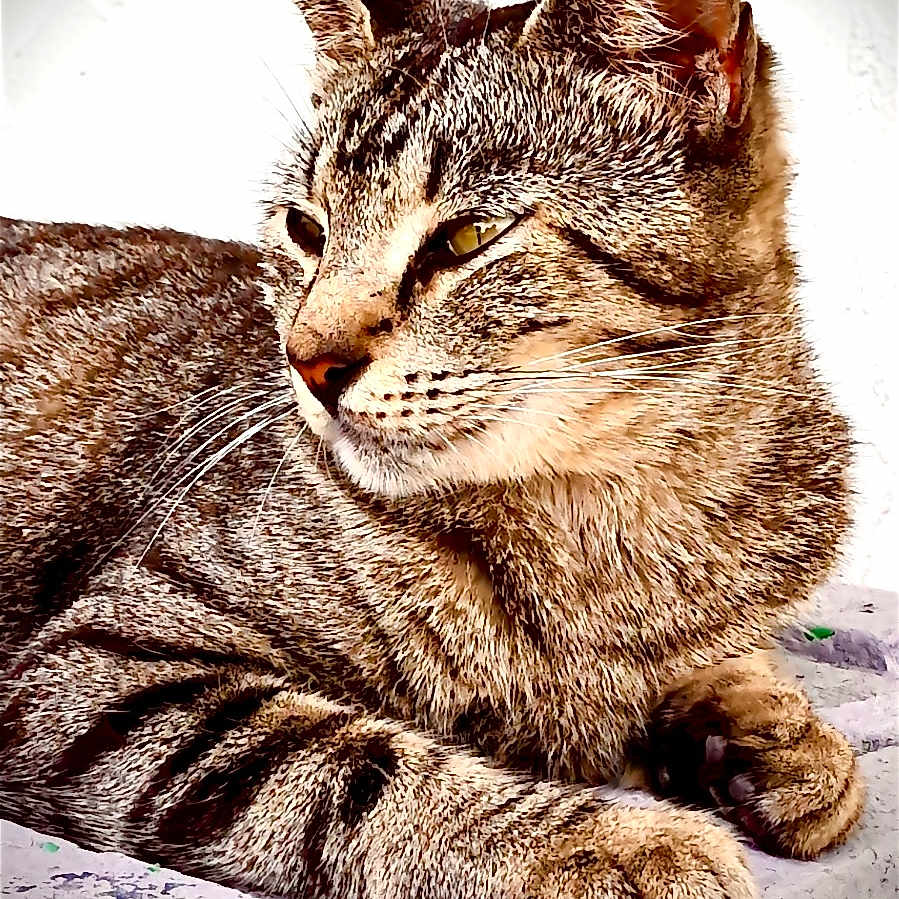 Harley is registered to the contest to win money with this photo: animal, cat, closeup, cute, domestic_animal, ears, feline, fur, lying_down, mammal, nature, outdoor, paws, pet, portrait, relaxed, resting, sleepy, tabby, whiskers