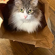 Molly joined the competition — help win amazing prizes! animal, brown, cat, closeup, cozy, curious, cute, domestic, feline, fluffy, fur, green_eyes, indoor, paper_bag, pet, pink_nose, playful, sitting, whiskers, wooden_floor