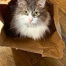 animal, brown, cat, closeup, cozy, curious, cute, domestic, feline, fluffy, fur, green_eyes, indoor, paper_bag, pet, pink_nose, playful, sitting, whiskers, wooden_floor