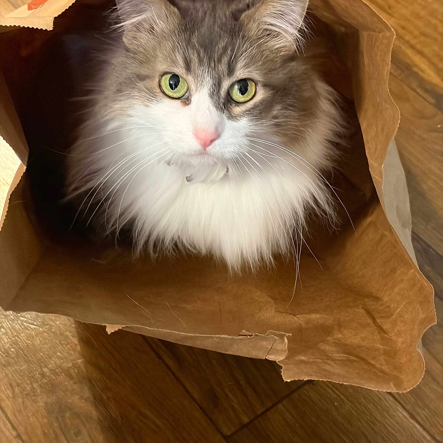 Molly
