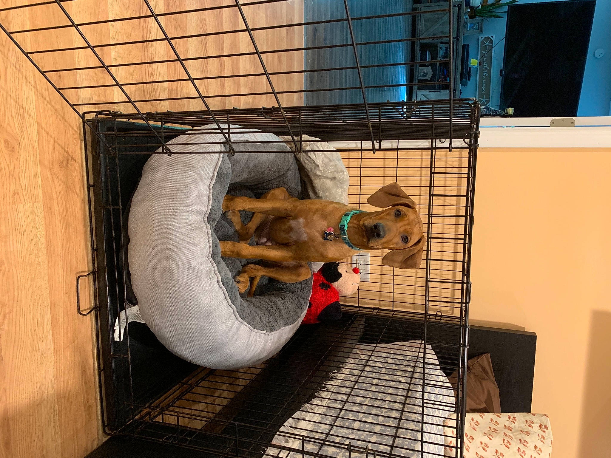 Rylee Rose joined the competition — help win amazing prizes! animal_shelter, cage, canidae, carnivore, cat, dog, dog_crate, dog_supply, kennel, pet_supply, puppy