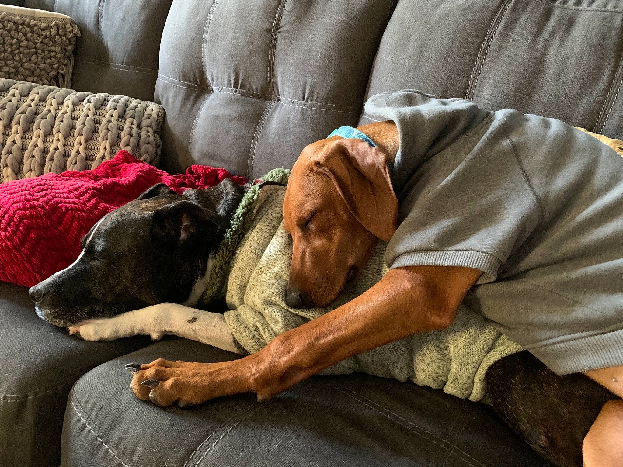 Rylee Rose is registered to the contest to win money with this photo: canidae, carnivore, comfort, companion_dog, coonhound, dog, dog_breed, mammal, nap, pointer, pray, redbone_coonhound, sporting_group, vizsla