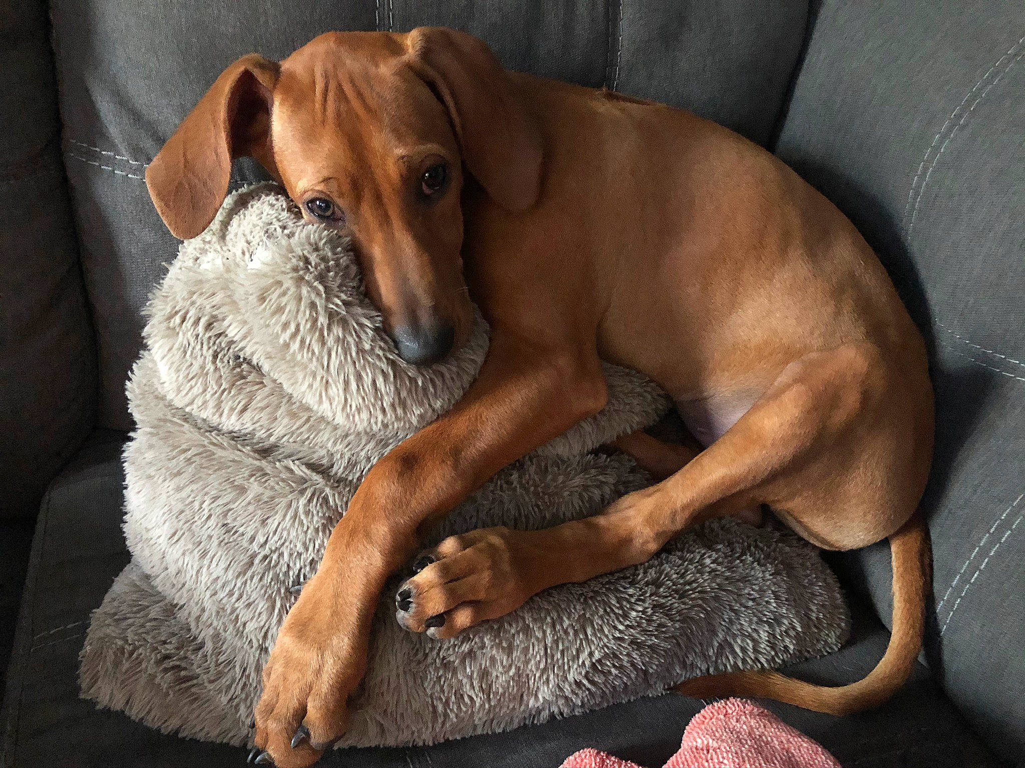 Rylee Rose is registered to the contest to win money with this photo: azawakh, bavarian_mountain_hound, canidae, carnivore, companion_dog, dachshund, dog, dog_breed, fawn, mammal, rhodesian_ridgeback, snout, vertebrate