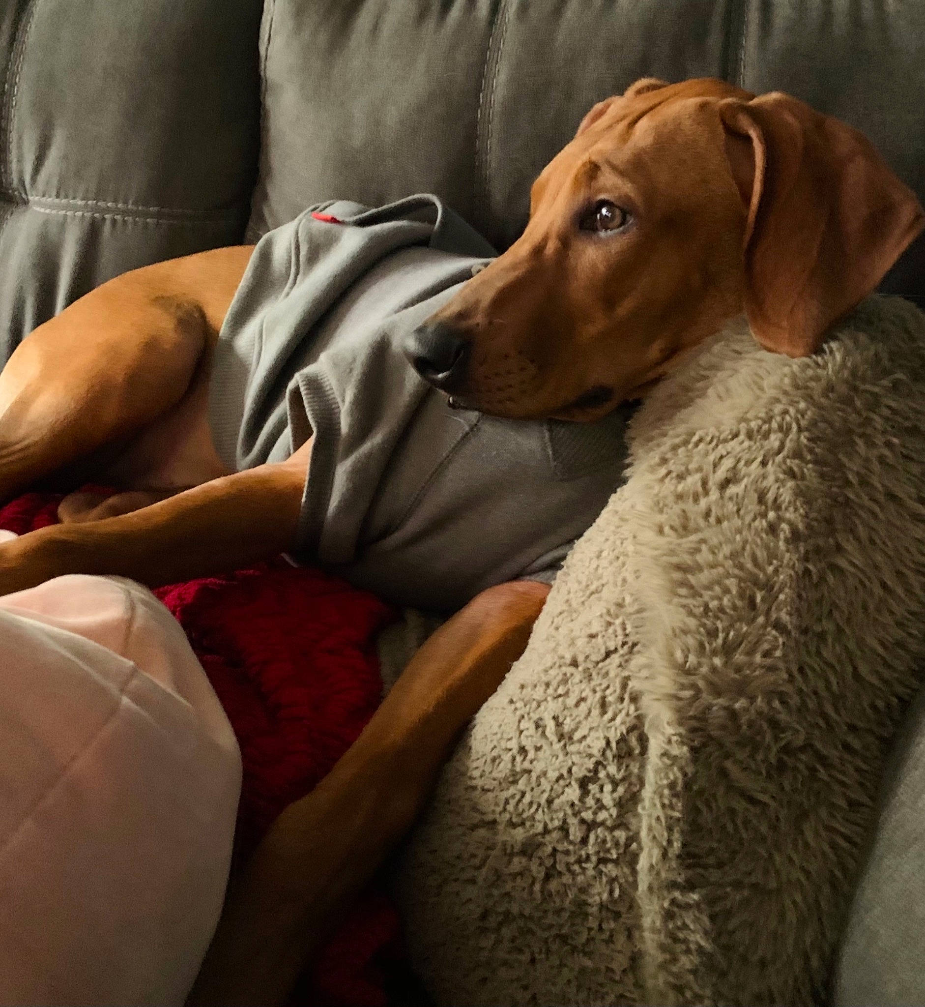 Rylee Rose is registered to the contest to win money with this photo: canidae, carnivore, comfort, companion_dog, dog, dog_breed, ear, fawn, furniture, hunting_dog, mammal, muscle, pointer, pointing_breed, rhodesian_ridgeback, snout, sporting_group, vertebrate, vizsla, weimaraner