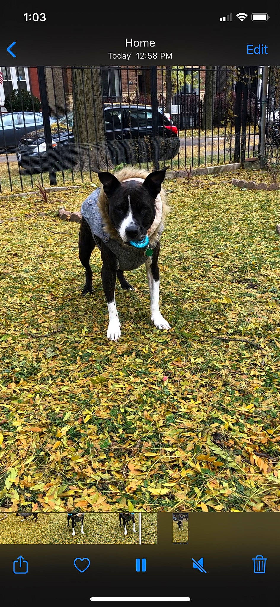 Dylan is registered to the contest to win money with this photo: boston_terrier, canidae, carnivore, dog, dog_breed, karelian_bear_dog, mammal, mcnab, non_sporting_group, vertebrate