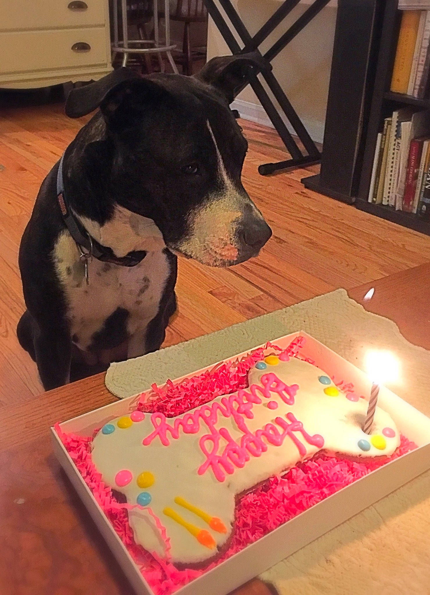 Dylan joined the competition — help win amazing prizes! birthday_cake, cake, canidae, carnivore, dog, dog_breed, english_springer_spaniel, pink, sporting_group