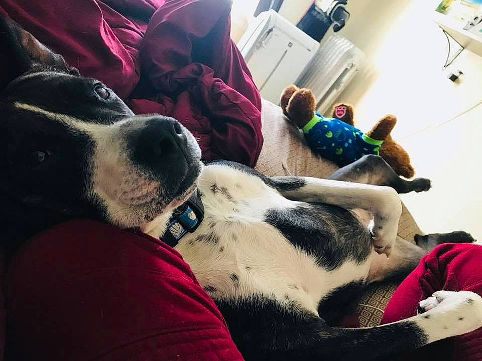 Dylan joined the competition — help win amazing prizes! boston_terrier, canidae, carnivore, dog, dog_breed, ear, fur, great_dane, guard_dog, love, nap, non_sporting_group, nose, puppy, puppy_love, sleep, snout, sporting_group