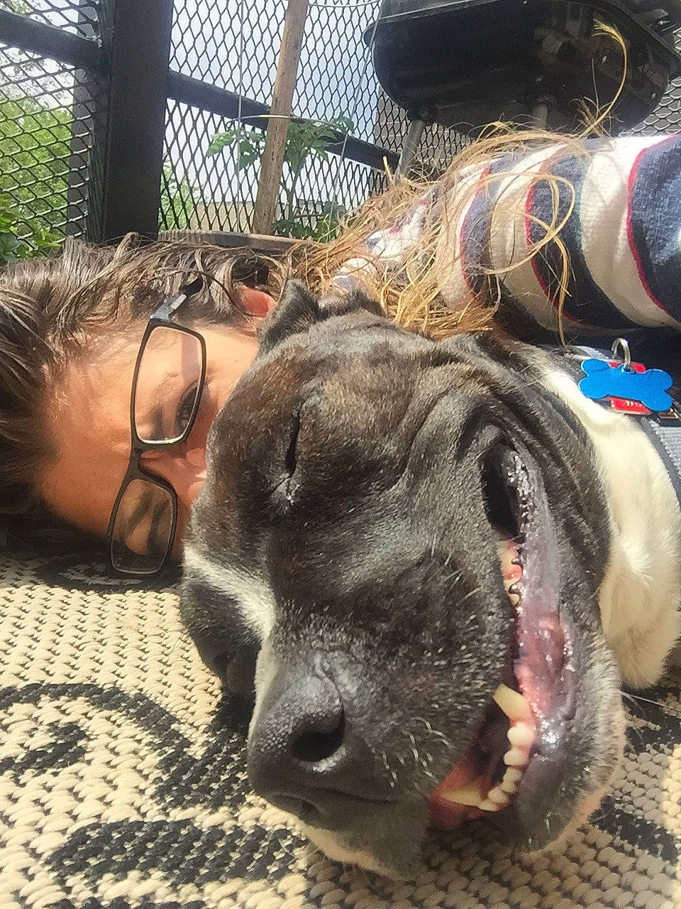 Dylan is registered to the contest to win money with this photo: canidae, carnivore, dog, dog_breed, ear, fawn, non_sporting_group, nose, snout, sporting_group