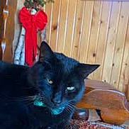 Bambo joined the competition — help win amazing prizes! black_cat, cat, indoor, wooden_wall, red_bow, holiday_decor, greenery, turquoise_collar, pet, animal, feline, close_up, carpet, cozy, relaxed, eyes, whiskers, fur, table, window