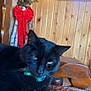 black_cat, cat, indoor, wooden_wall, red_bow, holiday_decor, greenery, turquoise_collar, pet, animal, feline, close_up, carpet, cozy, relaxed, eyes, whiskers, fur, table, window