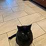 Bambo joined the competition — help win amazing prizes! black_cat, cat, pet, animal, indoor, floor, tile_floor, kitchen, cabinet, fur, whiskers, tail, eyes, domestic_cat, mammal, sitting, looking_up, home, cute, feline