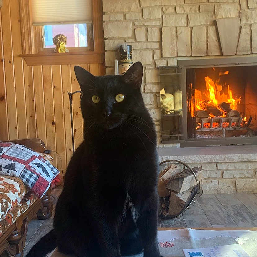Bambo joined the competition — help win amazing prizes! animal, black_cat, cat, cozy, curtains, cushion, decor, envelope, fire, fireplace, indoor, pet, quilt, stone_wall, table, table_runner, window, wood_floor, wooden_furniture, yellow_eyes