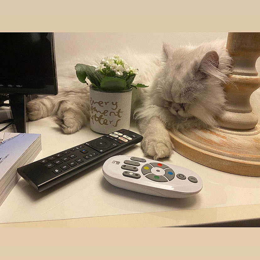 Paco a rejoint le concours — aidez-le/la à gagner de superbes lots ! cat, close_up, cozy, domestic, electronics, flowers, fluffy, furniture, home_decor, indoor, pet, plant, potted_plant, relaxing, remote_controls, resting, sleeping, table, white_cat, wooden_lamp