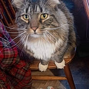 Bingo is registered to the contest to win money with this photo: animal, cat, closeup, cozy, curious, cushion, domestic_animal, feline, floral_pattern, fluffy, home, indoor, pet, plaid_fabric, sitting, tabby_cat, window, wood_floor, wooden_chair, yellow_eyes