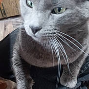 Milo is registered to the contest to win money with this photo: cat, gray_cat, pet, animal, whiskers, fur, ears, eyes, paw, indoor, person, clothing, jeans, lap, wooden_floor, close_up, domestic_animal, feline, indoor_lighting, relaxed