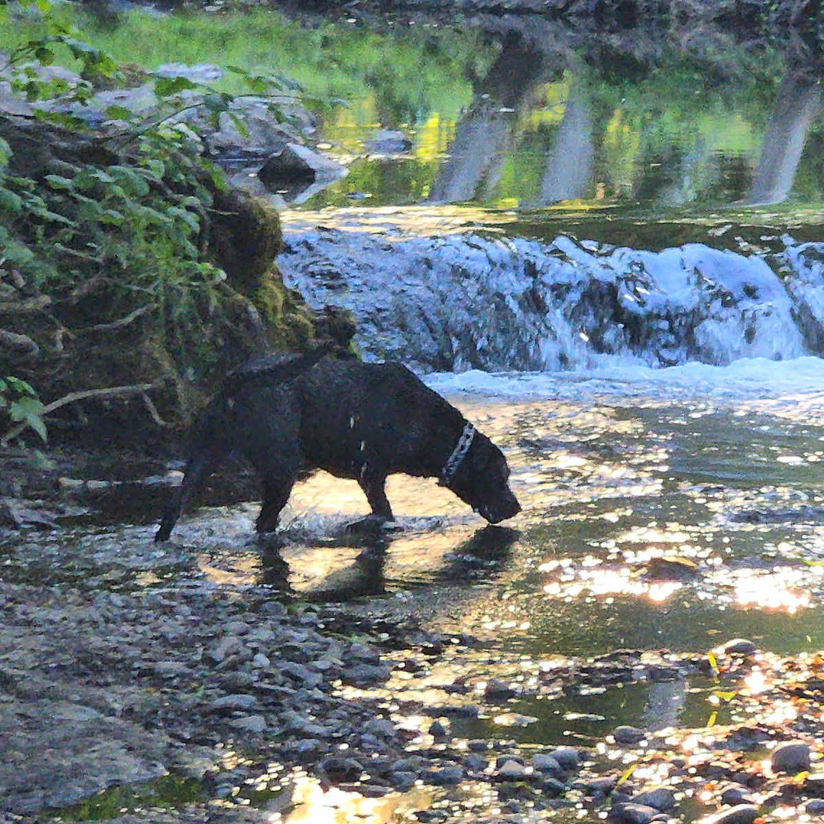 Chewy joined the competition — help win amazing prizes! animal, black_dog, collar, daylight, dog, exploring, forest, greenery, mammal, nature, outdoor, peaceful, reflection, riverbank, rocks, shallow_water, stream, water, waterfall, wet