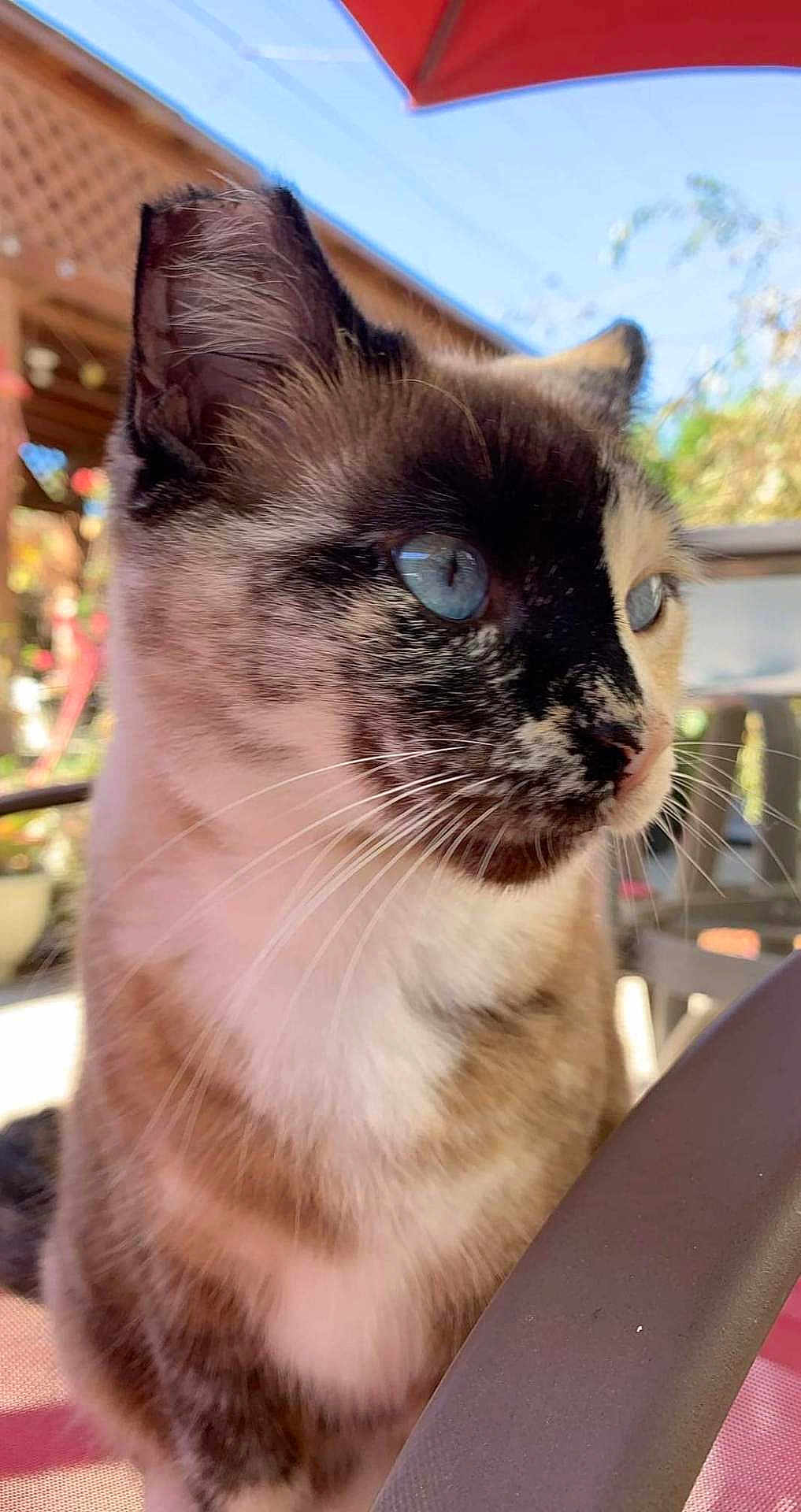 Gypsy