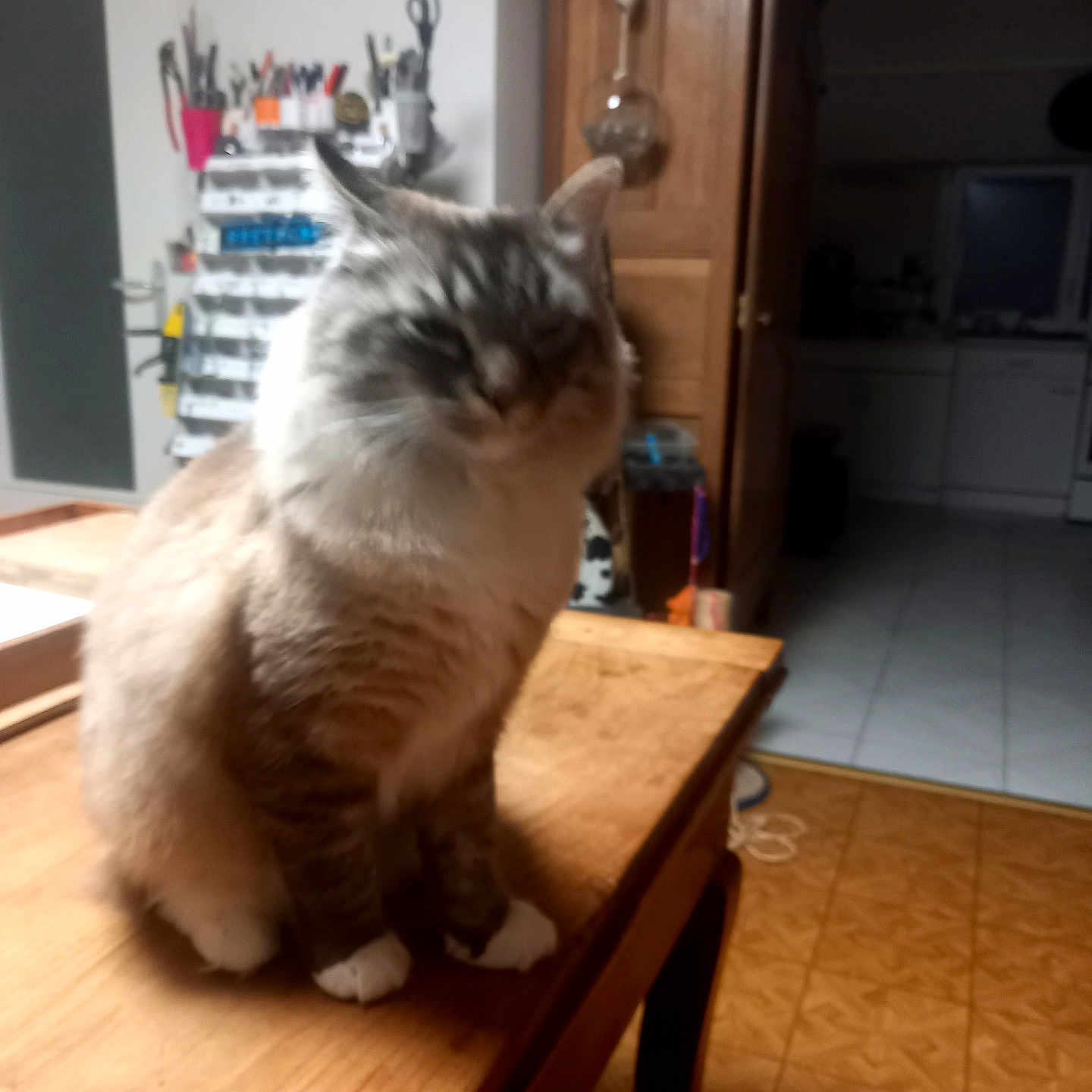 Mitchou a rejoint le concours — aidez-le/la à gagner de superbes lots ! cat, furniture, table, wood, indoor, pet, animal, cabinet, floor, tiles, door, kitchen, room, household, scissors, container, sitting, blur, cozy, domestic