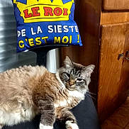 Mitchou a rejoint le concours — aidez-le/la à gagner de superbes lots ! cat, fluffy, chair, pillow, text, blue, yellow, red, wooden_cabinet, indoor, relaxed, pet, fur, animal, domestic, sleepy, cute, resting, feline, home
