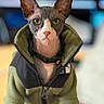 sphynx_cat, cat, pet, animal, hairless_cat, green_eyes, jacket, clothing, portrait, indoor, close_up, wrinkled_skin, ears, feline, cute, looking_at_camera, collar, zipper, soft_background, unique