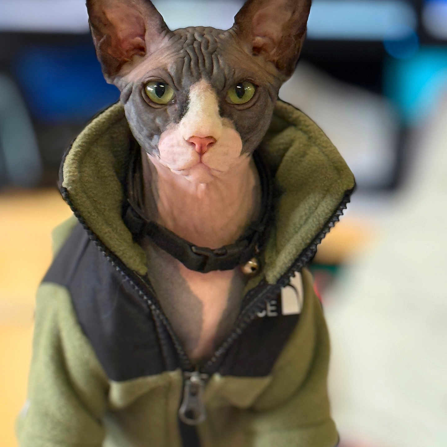 Lonan Miller joined the competition — help win amazing prizes! sphynx_cat, cat, pet, animal, hairless_cat, green_eyes, jacket, clothing, portrait, indoor, close_up, wrinkled_skin, ears, feline, cute, looking_at_camera, collar, zipper, soft_background, unique