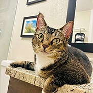 Shadow Mae joined the competition — help win amazing prizes! cat, tabby_cat, pet, indoor, countertop, bathroom, mirror, framed_picture, curious, relaxed, feline, whiskers, green_eyes, paw, granite, domestic_animal, closeup, household, resting, portrait