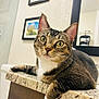 cat, tabby_cat, pet, indoor, countertop, bathroom, mirror, framed_picture, curious, relaxed, feline, whiskers, green_eyes, paw, granite, domestic_animal, closeup, household, resting, portrait