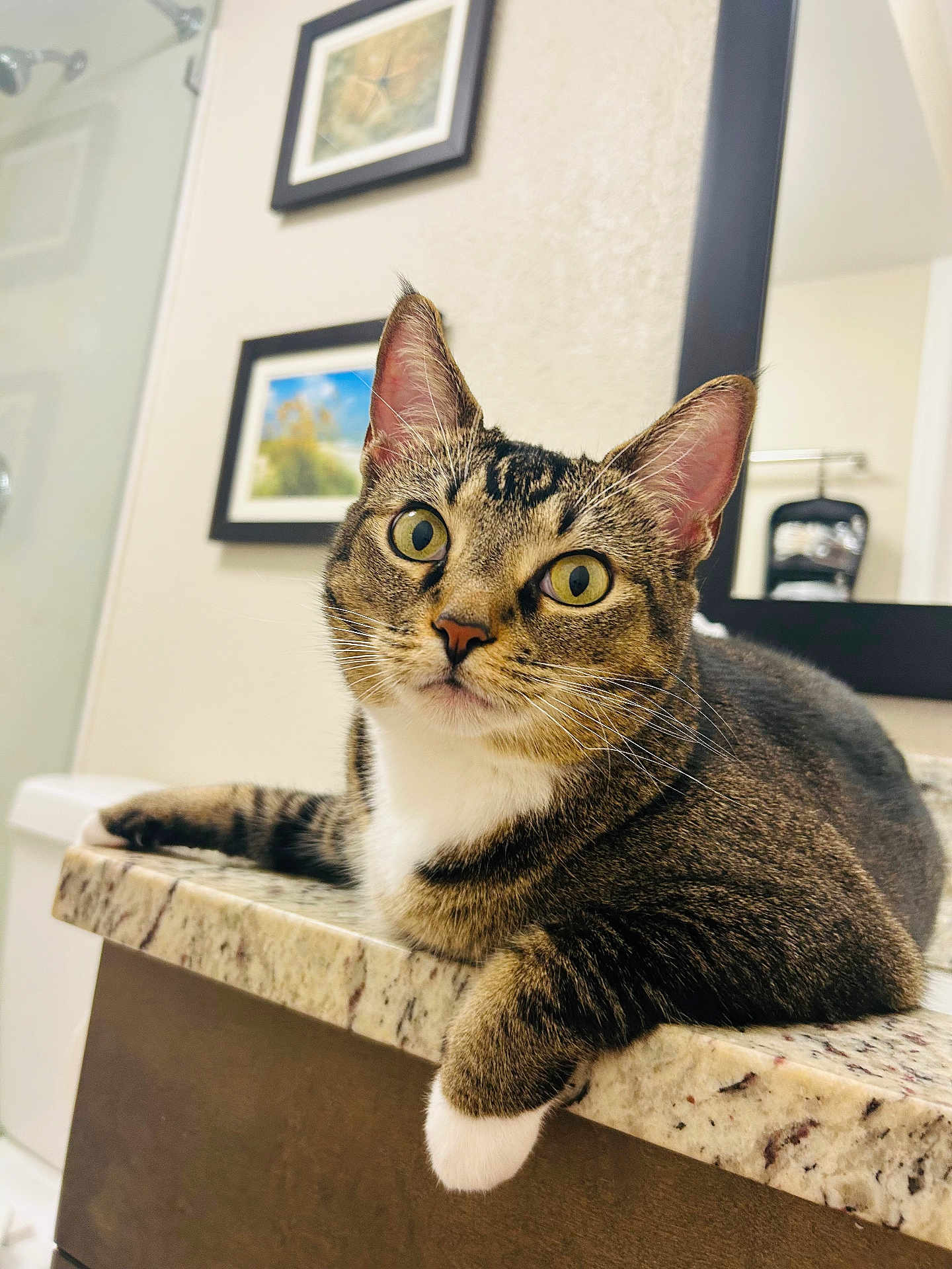 Shadow Mae joined the competition — help win amazing prizes! cat, tabby_cat, pet, indoor, countertop, bathroom, mirror, framed_picture, curious, relaxed, feline, whiskers, green_eyes, paw, granite, domestic_animal, closeup, household, resting, portrait