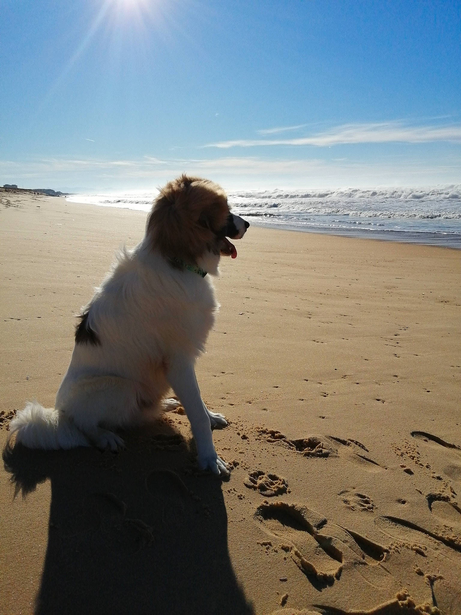 Lucky participe au concours pour gagner de l'argent avec cette photo : beach, carnivore, cloud, companion_dog, dog, dog_breed, fawn, horizon, landscape, ocean, sand, shadow, sky, sporting_group, tail, terrier, toy_dog, water, wave, wind_wave
