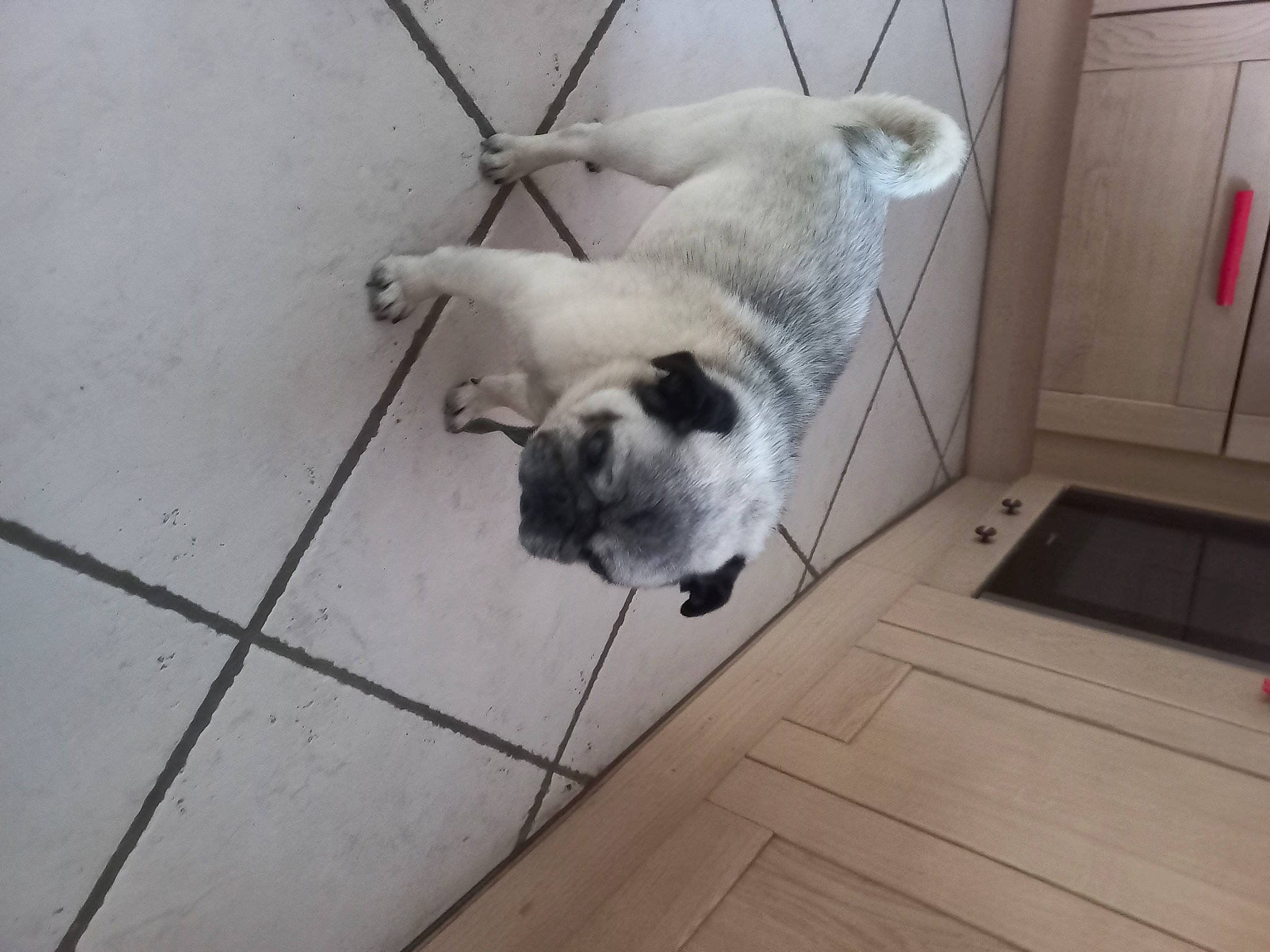 Iago participe au concours pour gagner de l'argent avec cette photo : carnivore, cat, companion_dog, dog_breed, domestic_short_haired_cat, door, fawn, felidae, floor, flooring, fur, hardwood, paw, small_to_medium_sized_cats, snout, tail, terrestrial_animal, tile, whiskers, wood