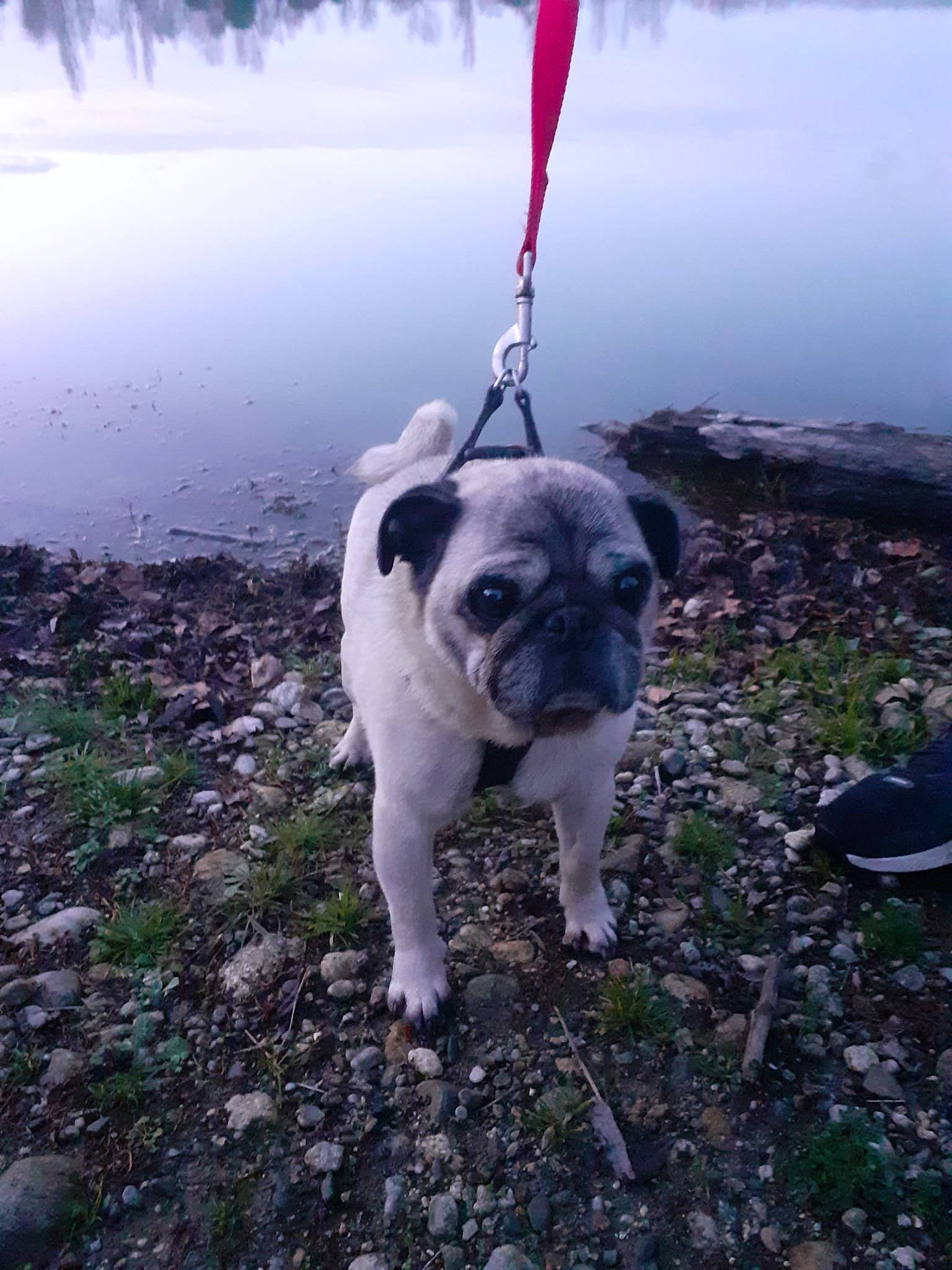 Iago participe au concours pour gagner de l'argent avec cette photo : carnivore, collar, companion_dog, dog, dog_breed, dog_collar, fawn, grass, lake, leash, plant, pug, sky, snout, soil, sporting_group, toy_dog, tree, water, working_animal