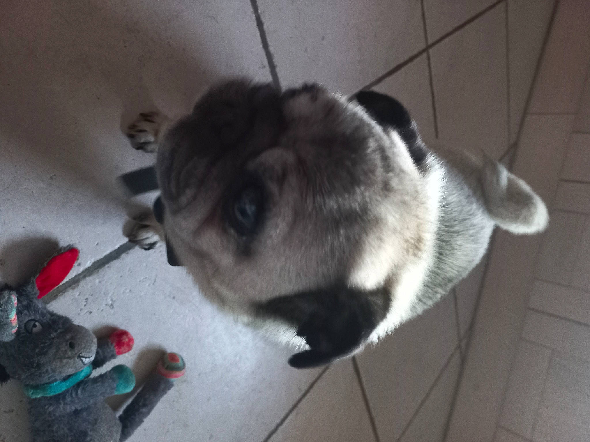 Iago a rejoint le concours — aidez-le/la à gagner de superbes lots ! carmine, carnivore, companion_dog, dog, dog_breed, felidae, flooring, foot, fur, non_sporting_group, paw, rodent, small_to_medium_sized_cats, sporting_group, tail, whiskers, working_animal