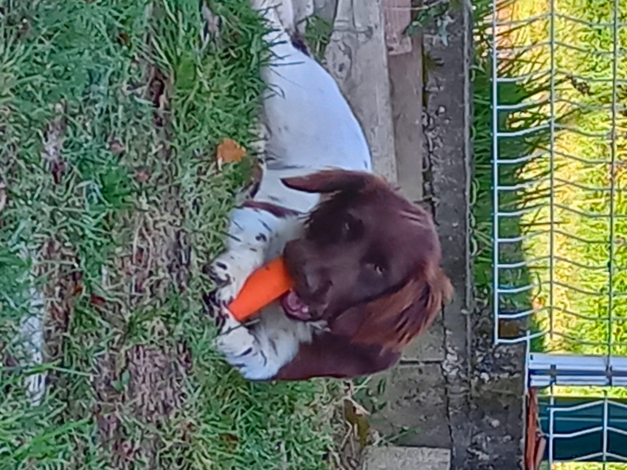Ural participe au concours pour gagner de l'argent avec cette photo : canidae, carnivore, dog, dog_breed, fang, fawn, grass, groundcover, guard_dog, hat, liver, mesh, plant, snout, sporting_group, tail, terrestrial_animal, wire_fencing, wood, working_animal