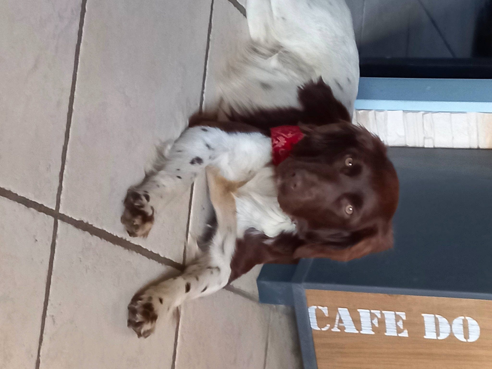 Ural participe au concours pour gagner de l'argent avec cette photo : canidae, carnivore, collar, companion_dog, dog, dog_breed, dog_collar, fawn, flooring, fur, guard_dog, gun_dog, liver, non_sporting_group, pet_supply, snout, sporting_group, street_dog, tail, working_animal