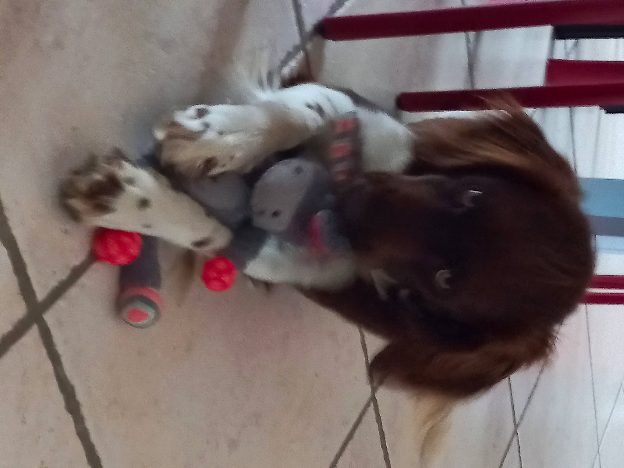 Ural a rejoint le concours — aidez-le/la à gagner de superbes lots ! carnivore, collar, companion_dog, dog, dog_breed, dog_supply, fawn, flooring, fur, hardwood, liver, non_sporting_group, paw, sporting_group, street_dog, tail, working_animal