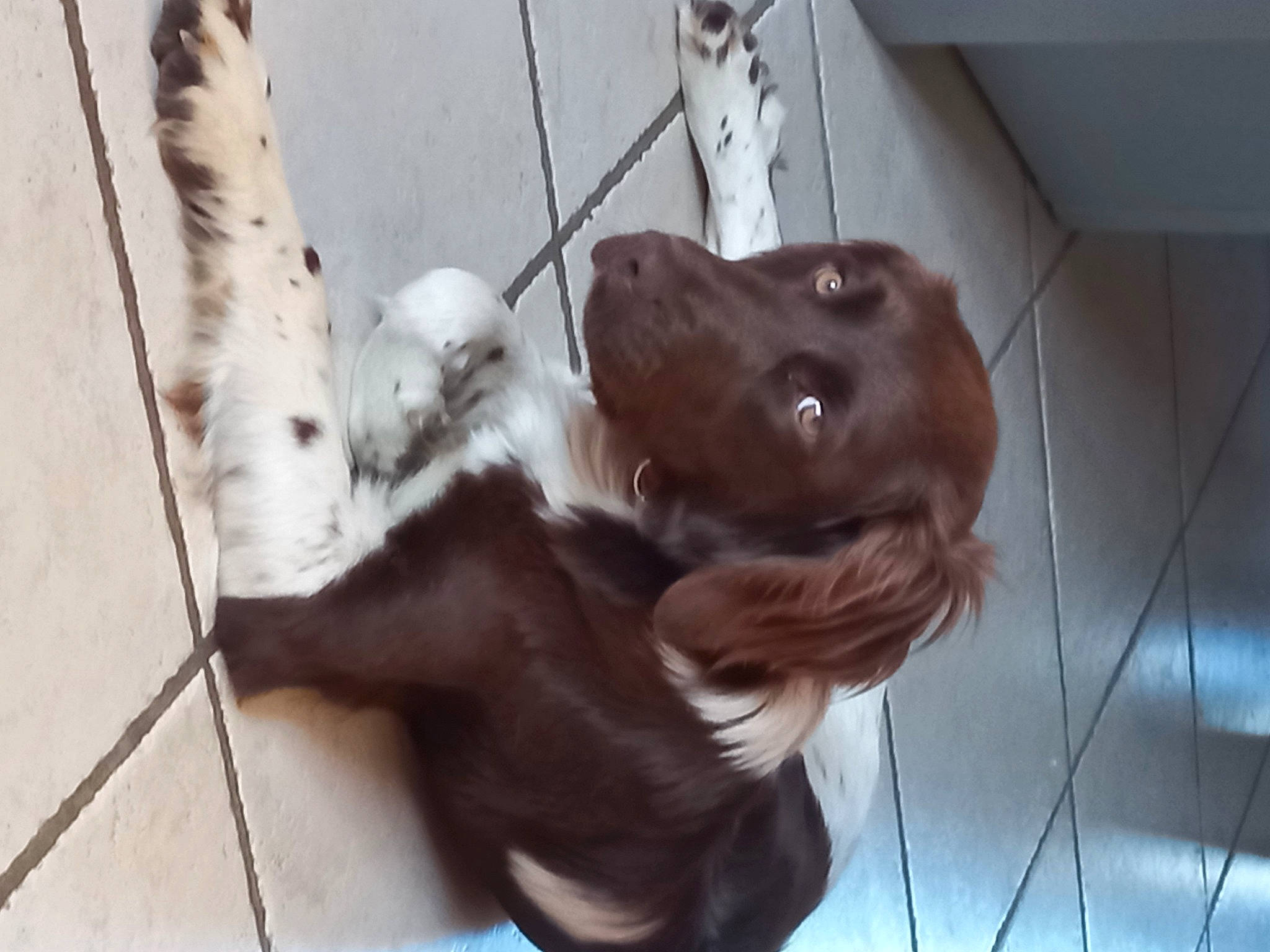 Ural participe au concours pour gagner de l'argent avec cette photo : carnivore, collar, companion_dog, dog, dog_breed, dog_collar, fawn, fur, gesture, gun_dog, liver, pet_supply, retriever, snout, spaniel, sporting_group, tail, whiskers, wood, working_animal