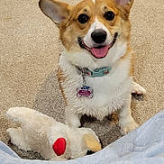 Daisy joined the competition — help win amazing prizes! dog, corgi, pet, smiling, carpet, stuffed_toy, plush, toy, indoor, collar, name_tag, happy, animal, canine, ears, fur, tongue, playful, cute, companion
