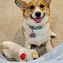 dog, corgi, pet, smiling, carpet, stuffed_toy, plush, toy, indoor, collar, name_tag, happy, animal, canine, ears, fur, tongue, playful, cute, companion