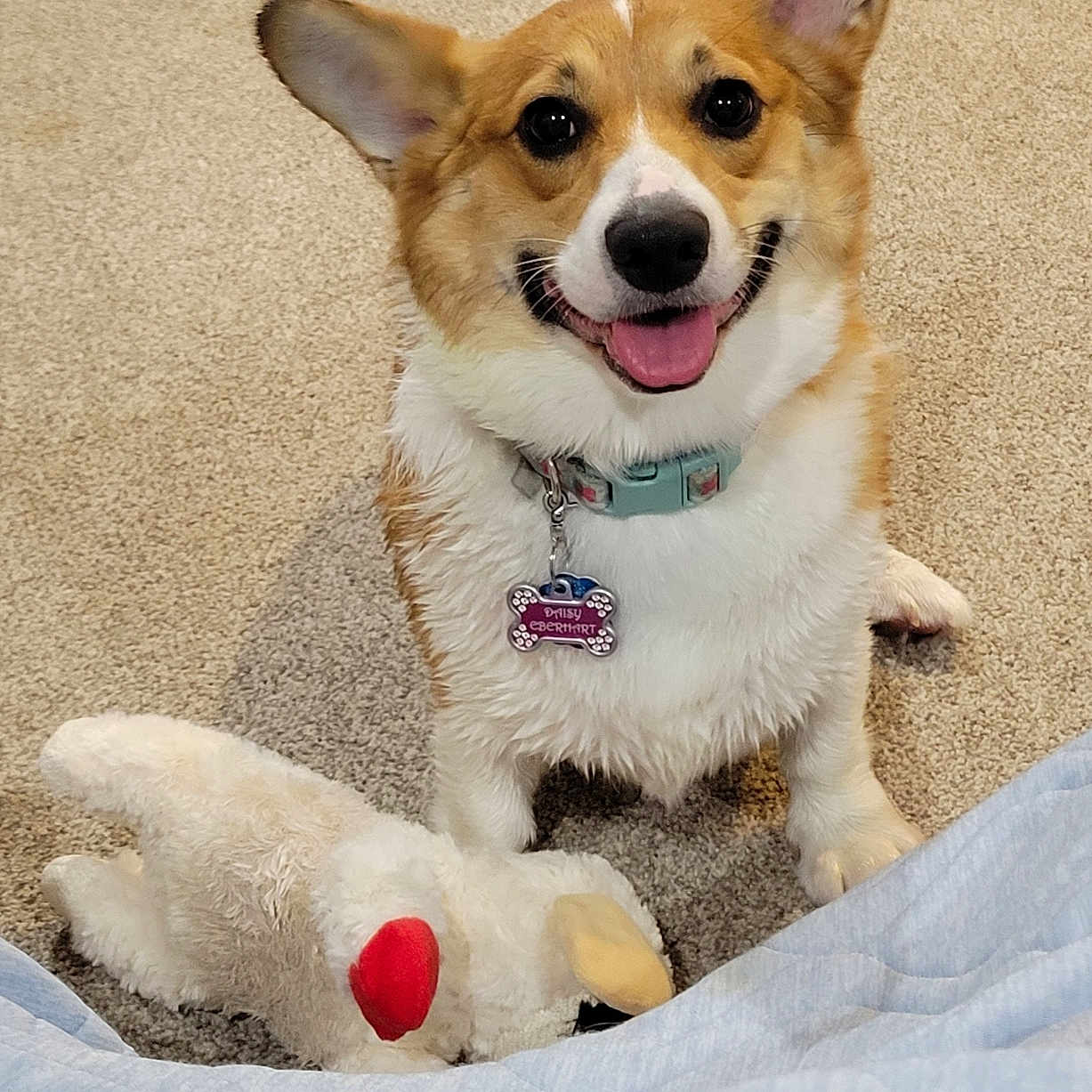 Daisy