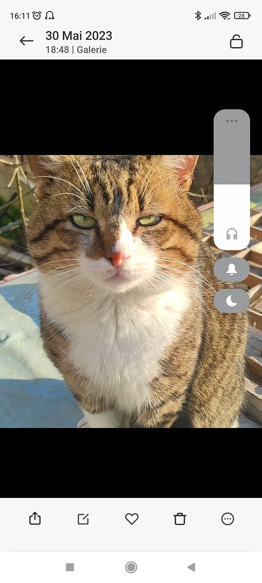 Gribouille participe au concours pour gagner de l'argent avec cette photo : carnivore, cat, communication_device, domestic_short_haired_cat, felidae, fur, mobile_phone, paw, photo_caption, portable_communications_device, rectangle, small_to_medium_sized_cats, snout, tail, terrestrial_animal, whiskers, window