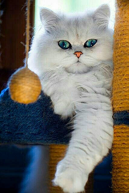 Ganyu a rejoint le concours — aidez-le/la à gagner de superbes lots ! carnivore, cat, claw, domestic_short_haired_cat, fawn, felidae, fur, paw, small_to_medium_sized_cats, snout, tail, whiskers, window