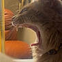 cat, yawning, close_up, indoor, feline, teeth, tongue, whiskers, fur, collar, blurred_background, cozy, warm_lighting, household, pet, animal, side_profile, mouth_open, domestic_cat, relaxed