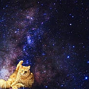 Goldie is registered to the contest to win money with this photo: cat, orange_cat, space, galaxy, stars, cosmic, animal, fur, pet, lying_down, background, astronomy, night_sky, cosmos, starfield, cute, fluffy, mammal, relaxing, isolated